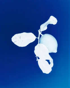 Eau de Toilette "G"