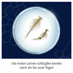Experimentier-Set