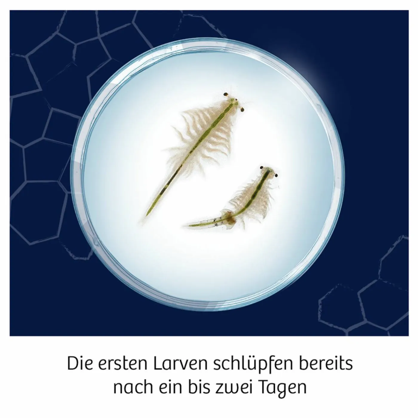 Experimentier-Set "Wuselnde Salzkrebse"